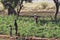 Market garden crops in Burkina Faso