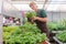 Market gardener growing herbs in her hothouse