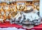 Market stall with reindeer skin and horns at winter Rovaniemi