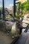 The markhor, also known as the horn goat, in the Moscow zoo.