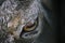 Markhor animal eye and head portrait Capra falconeri heptneri, grey stones background.
