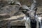 Markhor animal portrait Capra falconeri heptneri, grey stones background.