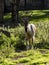 Markhor, Capra falconeri, has large twisted horns, males are larger