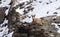 The markhor or Capra falconeri from Himalayan range Pakistan