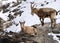 The markhor or Capra falconeri from Himalayan range Pakistan