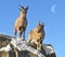 Markhor Capra falconeri. Two female and male on background of moon in winter