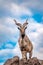 Markhor, Capra falconeri, wild goat native to Central Asia, Karakoram and the Himalayas standing on rock on blue sky background