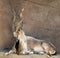 Markhor Goat with Twisted Horns