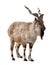 Markhor. Isolated over white