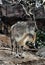 Markhor male 10