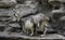 Markhor male at rest on the rock.