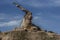 Markhor male on the rock 2