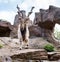 Markhor in Moscow zoo