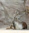 Markhor Mother and Babies