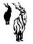 Markhor mountain goat black vector outline and silhouette