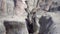 The Markhor or scythe goat disguises itself among the rocks and looks into the camera. Mountain goat in the wild Capra