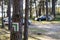 Marking tourist routes on a tree in the forest. Trees with signs