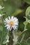 Marlborough Rock Daisy, Pachystegia insignis