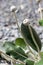 Marlborough Rock Daisy, Pachystegia insignis