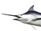 Marlin - Swordfish