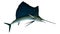 Marlin - Swordfish,Sailfish saltwater fish Istiophorus isolate