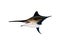 Marlin - Swordfish,Sailfish saltwater fish (Istiophorus) isolate