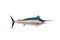 Marlin - Swordfish,Sailfish saltwater fish (Istiophorus) isolate