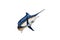 Marlin - Swordfish,Sailfish saltwater fish (Istiophorus) isolate