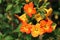 Marmalade Bush has the Latin name Streptosolen jamesonii, has a funnel-like shape with yellow and bright orange like fresh oranges