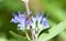Marmalade Hover fly Episyrphus  Balteatus on Blue Caryopteris Flower.