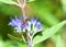 Marmalade Hover fly Episyrphus Balteatus on Blue Caryopteris Flower.
