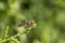 Marmalade Hover Fly Episyrphus balteatus on a ceder branch
