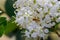 Marmalade hoverfly on the beautiful white flower of plant