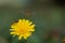 Marmalade hoverfly On Dandelion. (episyrphus balteatus)
