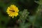 Marmalade Hoverfly Eating Pollen From Yellow Plant (episyrphus balteatus)