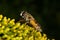 Marmalade hoverfly (Episyrphus balteatus)