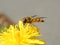 Marmalade hoverfly, Episyrphus balteatus feeding on dandelion blossom