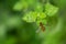 Marmalade Hoverfly episyrphus balteatus On Green Leaf