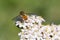 Marmalade Hoverfly, Episyrphus balteatus on a hogweed flower, Heracleum sphondylium.