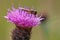 Marmalade Hoverfly, Episyrphus balteatus on a purple thistle flower, Cirsium sp. Side view, close-up