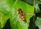 Marmalade Hoverfly - Episyrphus balteatus resting on a leaf.