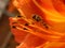 Marmalade hoverfly feeding in large orange flower