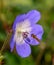 Marmalade hoverfly in flight by purple cranesbill geranium flower