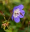 Marmalade hoverfly in flight by purple cranesbill geranium flower