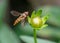 Marmalade hoverfly on flower bud