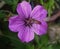 Marmalade hoverfly on geranium flower