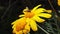Marmalade hoverfly on a golden shrub daisy slow motion