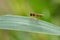 Marmalade hoverfly on a leaf