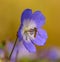 Marmalade hoverfly sitting on purple cranesbill geranium flower