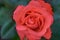 Marmalade Skies Rose Flower